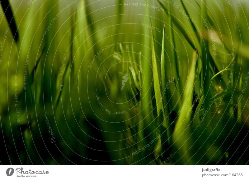 Gras Farbfoto Nahaufnahme Tag Schatten Sonnenlicht Unschärfe Starke Tiefenschärfe Sommer Umwelt Natur Pflanze Wildpflanze Wiese Bewegung Wachstum grün