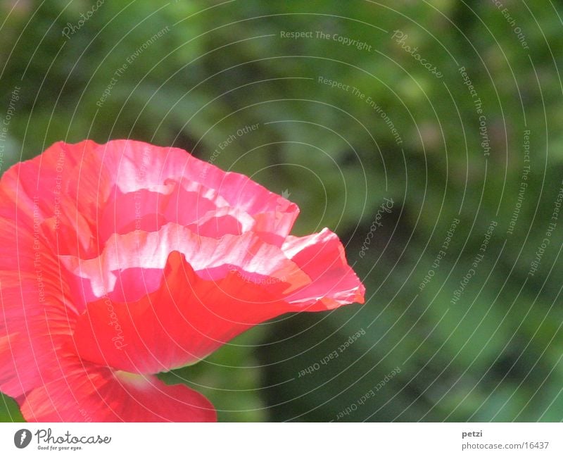 Mohnblüte Pflanze Frühling Blume Blüte Garten rot entfalten Lichteinfall sonnenbestrahlt Blüme. Blüte Blätter zerknittert Farbfoto Außenaufnahme Detailaufnahme