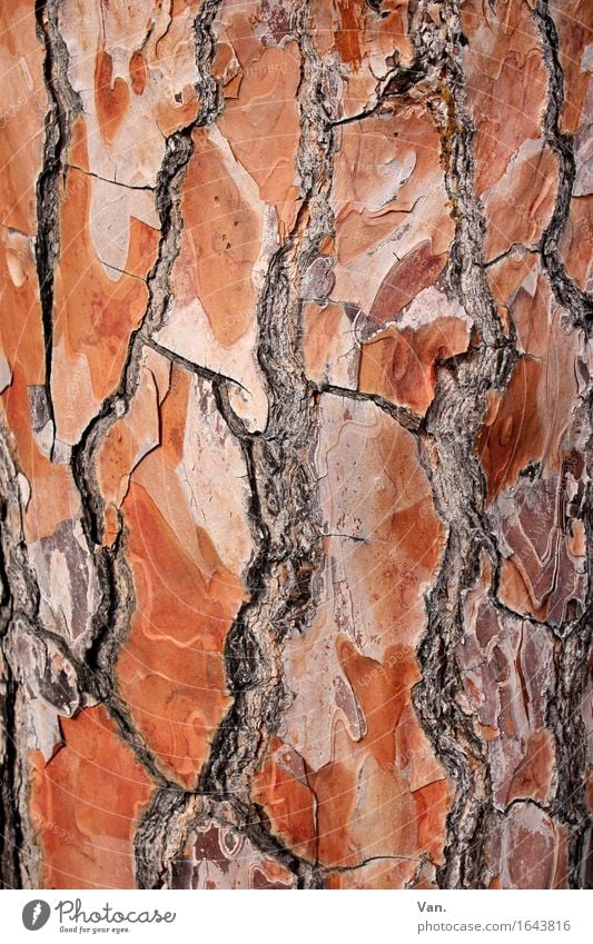 runzlig Natur Pflanze Sommer Baum Baumstamm Baumrinde braun rot Riss Holz Farbfoto mehrfarbig Außenaufnahme Detailaufnahme Makroaufnahme Menschenleer Tag