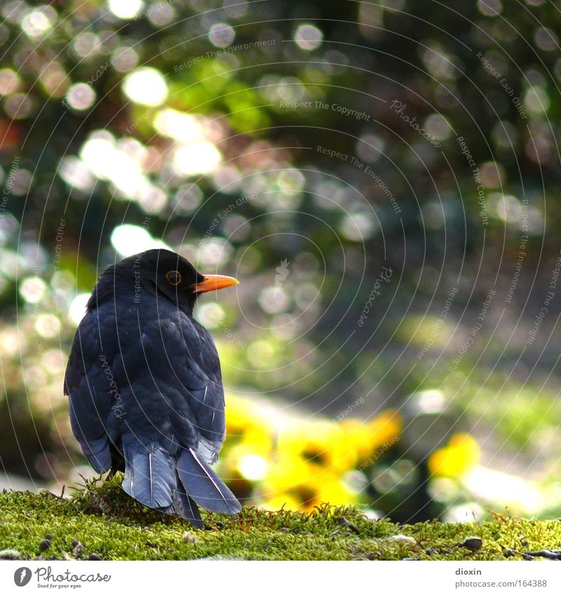 Schwarzdrossel (Turdus merula) N°2 Farbfoto mehrfarbig Außenaufnahme Menschenleer Textfreiraum rechts Textfreiraum oben Tag Kontrast Lichterscheinung