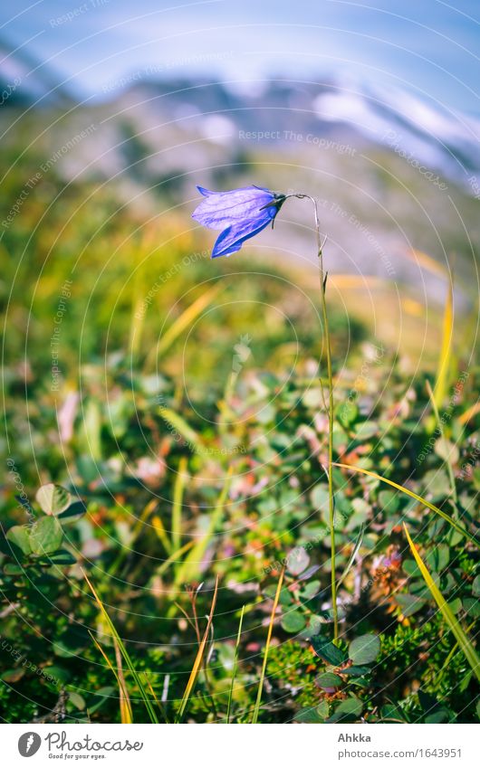 Dem Wetter zum Trotz Natur Pflanze Blume Berge u. Gebirge Freundlichkeit Fröhlichkeit klein nass schön wild blau standhaft Reinheit bescheiden Hoffnung Glaube