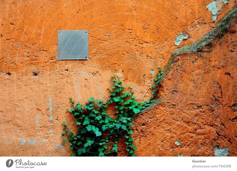 bald alles grün... Farbfoto Außenaufnahme Textfreiraum links Textfreiraum rechts Textfreiraum oben Tag Zentralperspektive Menschenleer Haus Mauer Wand Fassade