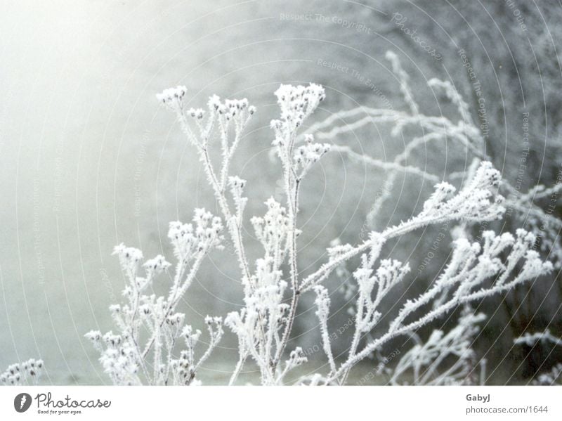 Winterimpressionen Raureif Nebel Schneelandschaft kalt ruhig Schnellzug weiß Eis cold Ast silence