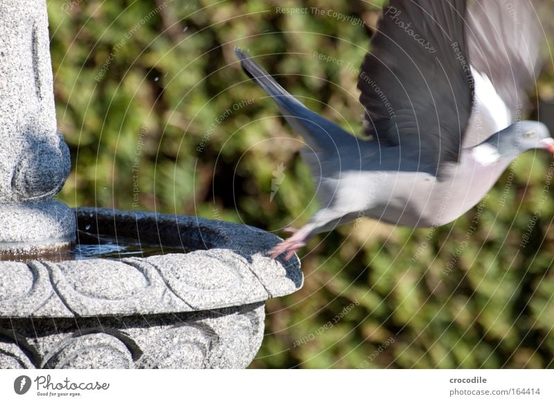 abflug Farbfoto Außenaufnahme Tag Kontrast Sonnenlicht Bewegungsunschärfe Schwache Tiefenschärfe Zentralperspektive Tierporträt Profil Umwelt Natur Pflanze