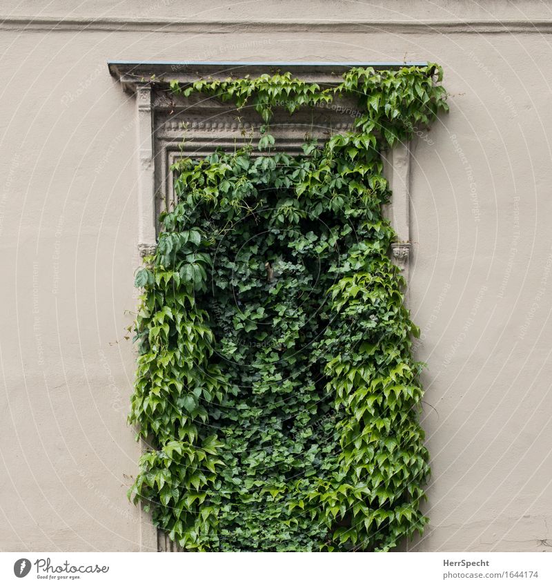 Fehlender Durchblick Pflanze Efeu Grünpflanze Wien Stadtzentrum Altstadt Mauer Wand Fenster außergewöhnlich schön lustig natürlich verrückt grün Kletterpflanzen