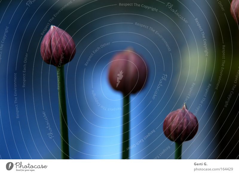 DreiEinheit Schnittlauch Blütenknospen schnittlauchknospen Reihe 3 Stengel küchenkräuter Kräuter & Gewürze salatgewürz Halm schnittlauchhalme Farbfoto
