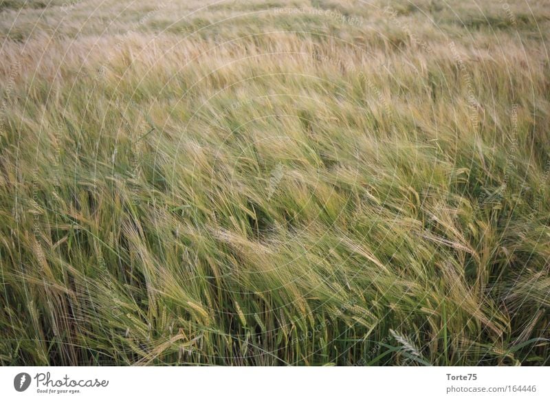 Ähren Farbfoto Außenaufnahme abstrakt Strukturen & Formen Menschenleer Tag Umwelt Natur Landschaft Pflanze Sommer Nutzpflanze Feld Idylle Klima rein stagnierend