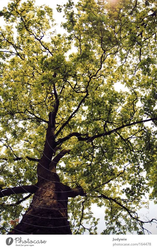 Naturwunder Farbfoto Außenaufnahme Menschenleer Tag Sonnenlicht Sonnenstrahlen Starke Tiefenschärfe Weitwinkel Sommer Landschaft Pflanze Frühling Schönes Wetter