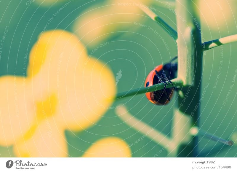 Marienkäfer I Farbfoto Außenaufnahme Nahaufnahme Makroaufnahme Sonnenlicht Starke Tiefenschärfe Pflanze Tier Frühling Sommer Nutzpflanze Raps Ast Käfer 1