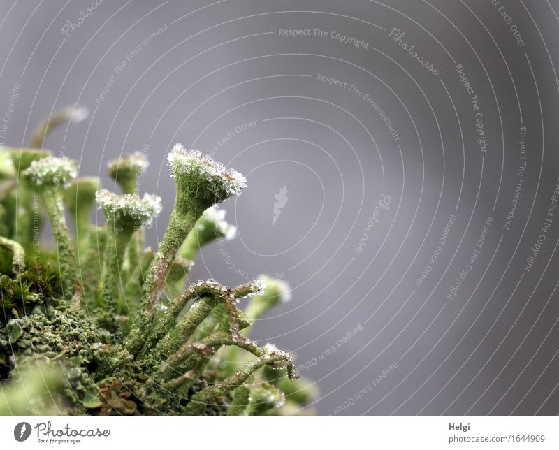 eisig verziert Umwelt Natur Pflanze Winter Nebel Eis Frost Flechten Wald frieren stehen authentisch außergewöhnlich einzigartig klein natürlich grau grün weiß