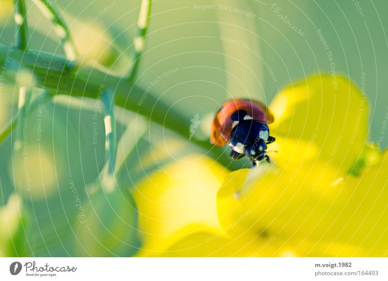 Marienkäfer II Farbfoto Außenaufnahme Nahaufnahme Textfreiraum links Textfreiraum oben Textfreiraum unten Sonnenlicht Starke Tiefenschärfe Pflanze Tier Frühling