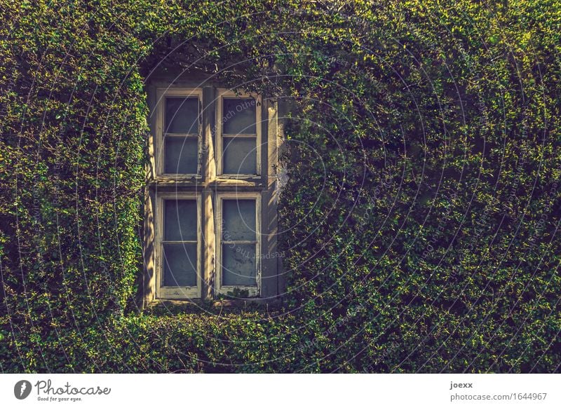 Wärmedämmung Efeu Mauer Wand Fenster alt schön grün weiß Idylle bewachsen grüne Wand Farbfoto Außenaufnahme Tag Sonnenlicht