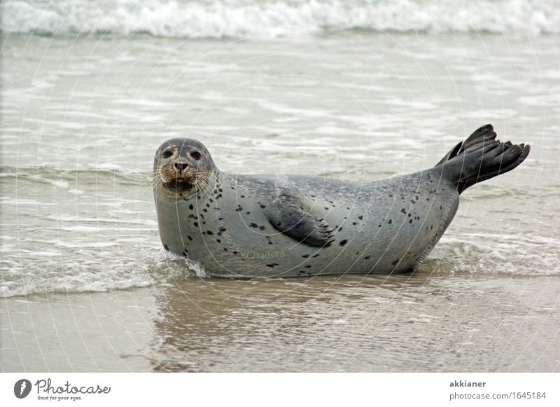 Seehund Umwelt Natur Landschaft Tier Sand Wellen Küste Seeufer Strand Wildtier "Seehund Seehunde lion sea lion seal seals Seelöwe Seelöwen Robbe Robben Säuger