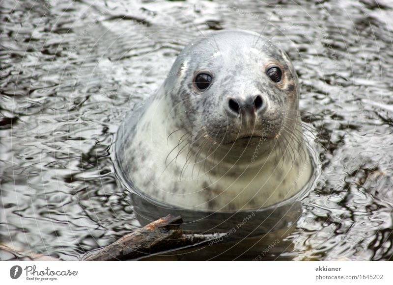 Hallo Umwelt Natur Tier Urelemente Wasser Winter Eis Frost Küste Nordsee Meer Wildtier Tiergesicht 1 frei nah nass natürlich grau Robben Robbenbaby