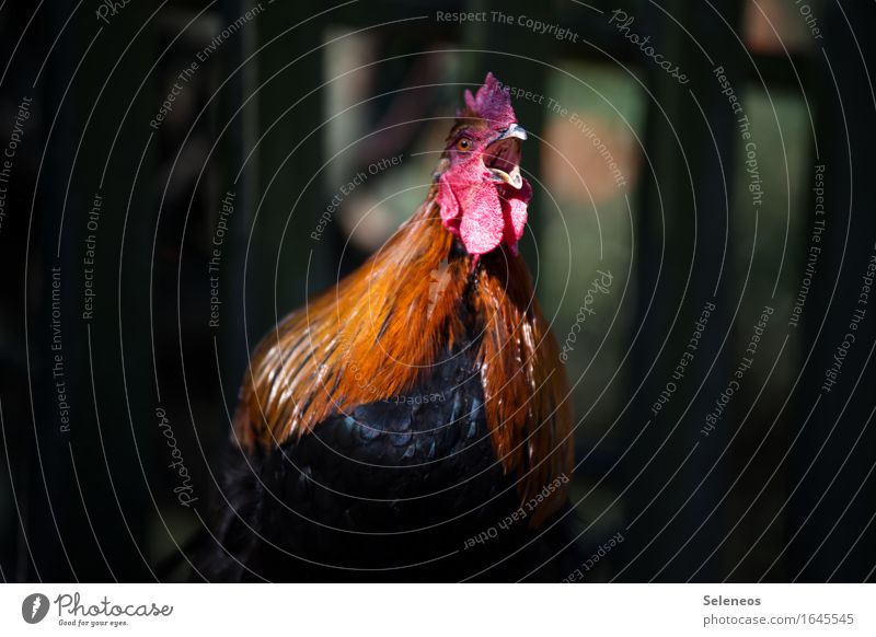 Aufstehen! Tier Nutztier Tiergesicht Hahn 1 Tierliebe krähen laut Bauernhof Hahnenkamm Feder Farbfoto Außenaufnahme Schwache Tiefenschärfe Tierporträt