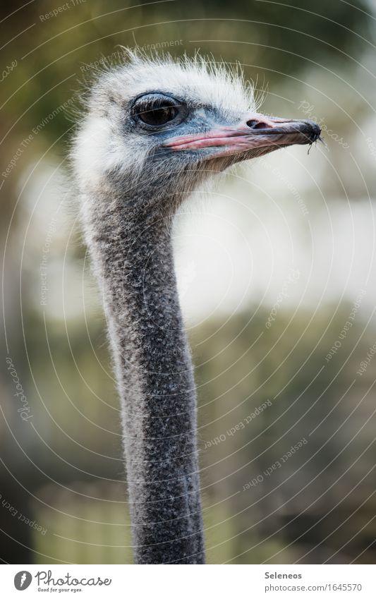 Der Morgen danach Safari Umwelt Natur Tier Nutztier Wildtier Tiergesicht Strauß 1 nah natürlich Farbfoto Außenaufnahme Tierporträt