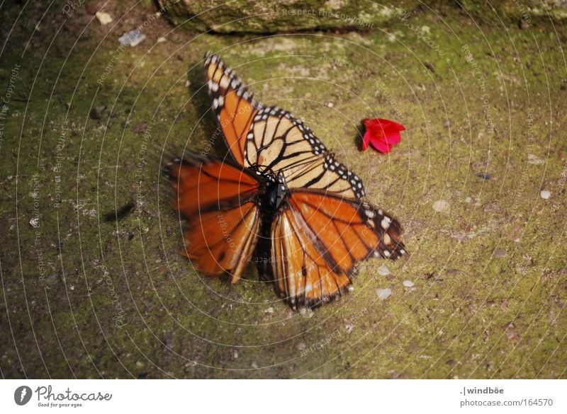 Zu Zweit Farbfoto Nahaufnahme Tag Bewegungsunschärfe Zentralperspektive Blick nach unten Schmetterling Zoo 2 Tier Tierpaar fallen Zusammensein kämpfen