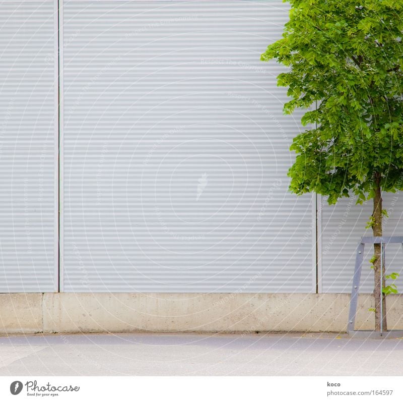 baumsam Farbfoto Außenaufnahme Menschenleer Textfreiraum links Tag Starke Tiefenschärfe Frühling Baum Platz Mauer Wand Beton Holz Metall Wachstum modern braun