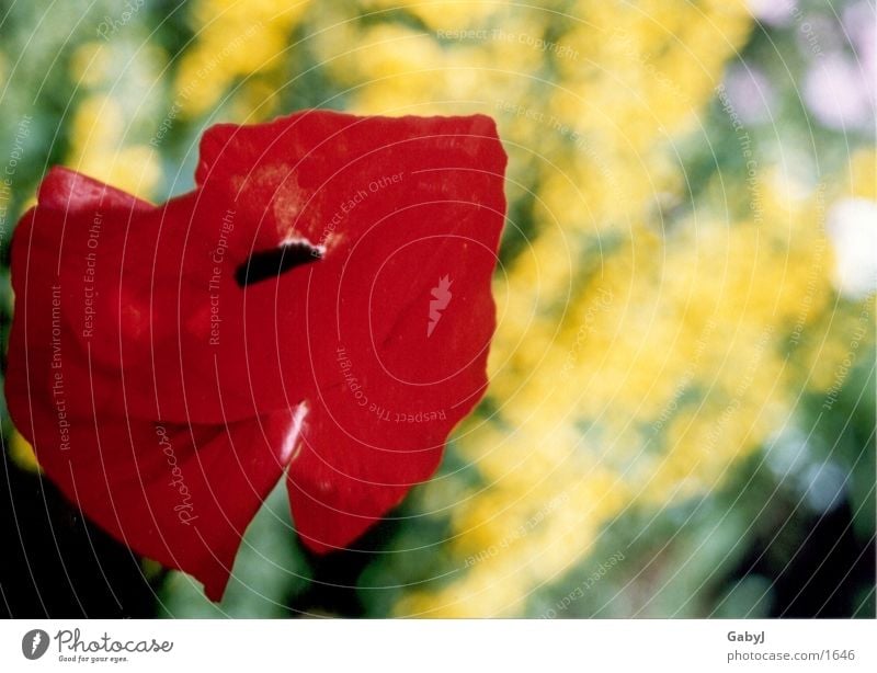 Mohn Sommer Blumenwiese rot Klatschmohn