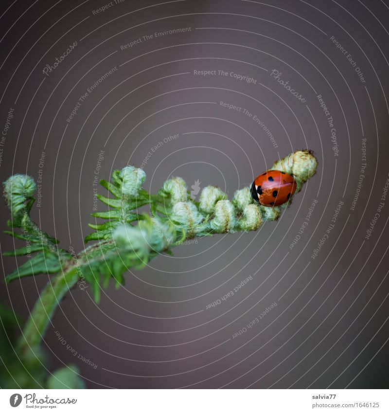 Spitzenplatz Natur Pflanze Tier Frühling Farn Blatt Wildpflanze Wildtier Käfer Insekt Siebenpunkt-Marienkäfer 1 krabbeln Glück klein natürlich schön grau grün