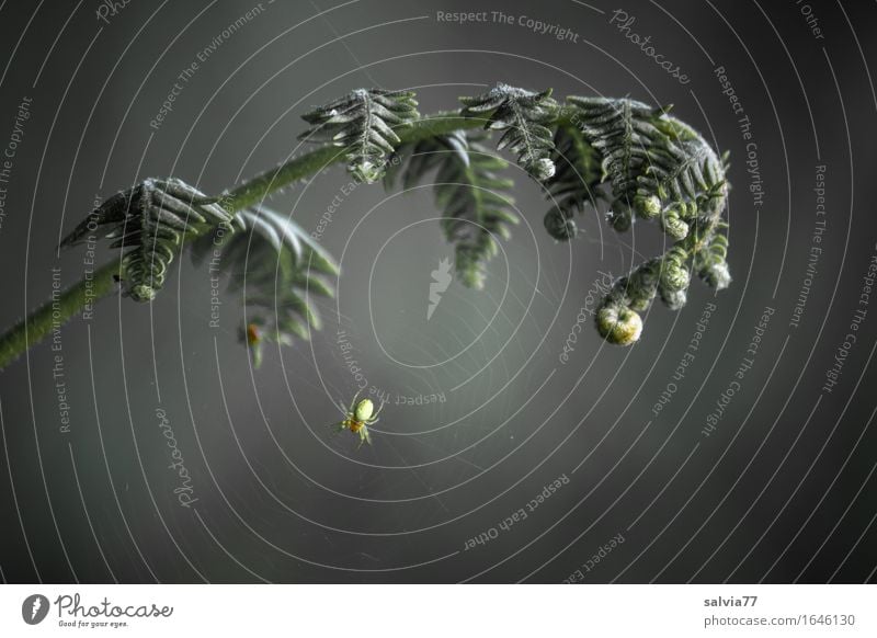 feines Netz Natur Pflanze Tier Frühling Farn Blatt Wald Wildtier Spinne 1 krabbeln warten klein grau grün schwarz Optimismus Tatkraft Wachsamkeit Gelassenheit