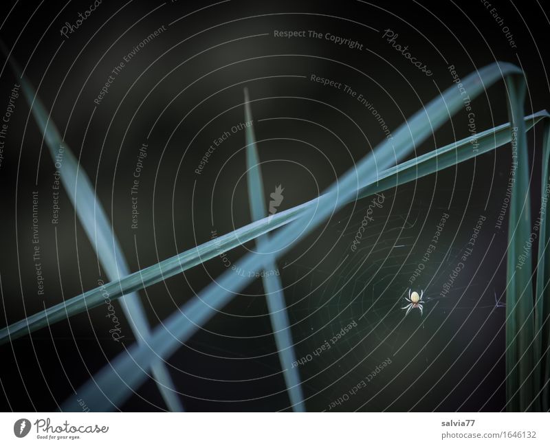 Überwacht | Insektenflug Umwelt Natur Pflanze Tier Gras Halm Wildtier Spinne Spinnennetz 1 beobachten Jagd warten dünn klein grün schwarz Wachsamkeit geduldig