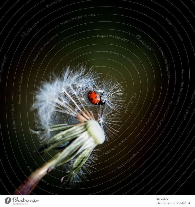 Flugplatz Löwenzahn Natur Pflanze Tier Frühling Sommer Blüte Samen Wiese Käfer Insekt Siebenpunkt-Marienkäfer 1 fliegen krabbeln verblüht Glück Frühlingsgefühle