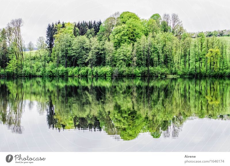 Zwiefacher Landschaft Urelemente Wasser Frühling Baum Seeufer Wasserspiegelung Wasseroberfläche frisch grün ruhig Idylle Natur Ordnung beruhigend paarweise