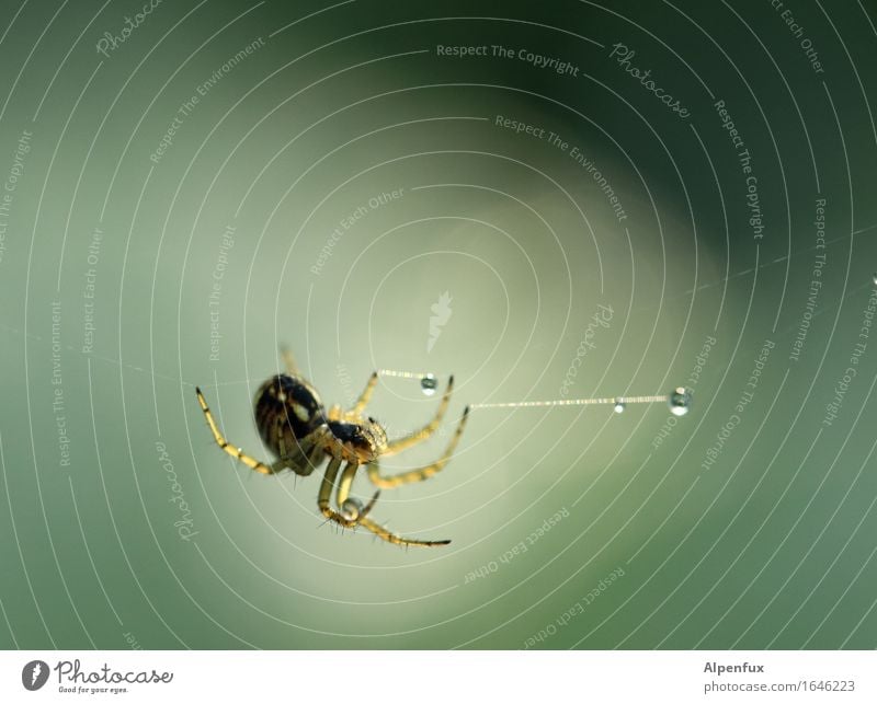 Wahrsagerin Tier Spinne 1 hängen ästhetisch Ekel grün Angst Zufriedenheit Leichtigkeit Tau Tautropfen Farbfoto Außenaufnahme Makroaufnahme Textfreiraum oben