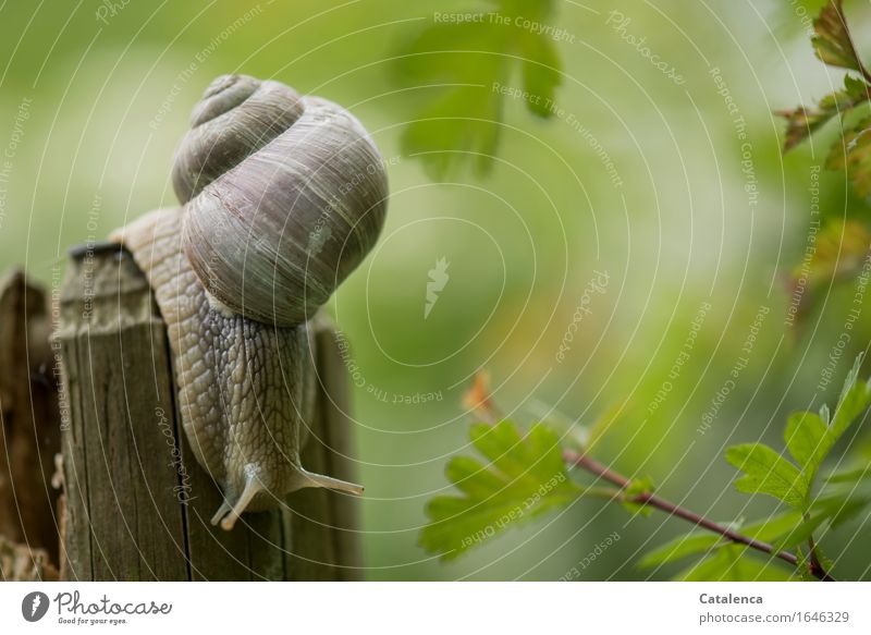 flauschig : grünflauschiges Licht;  Weinbergschnecke kriecht einen Zaunpfahl  hinunter Natur Tier Sommer Pflanze Weissdorn Garten Wiese Wildtier Schnecke 1