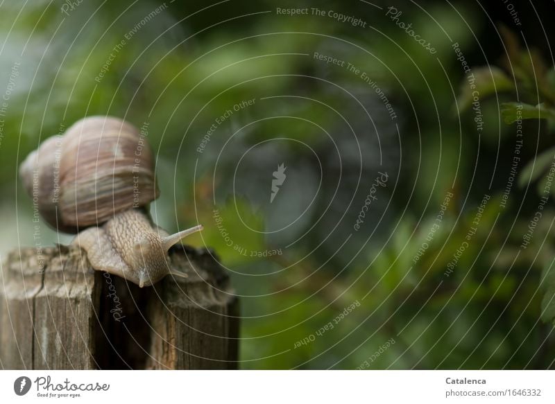 Aufbruch, Schnecke kriecht vom Zaunpfahl Natur Pflanze Tier Frühling Weissdorn Garten Wildtier Weinbergschnecken 1 Holz Bewegung schleimig braun grün gefräßig