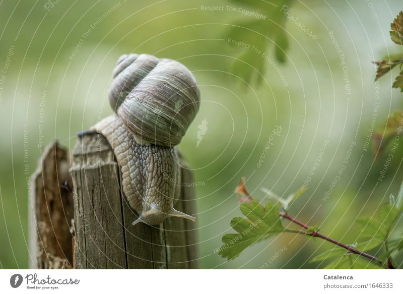 Aufbruch, Schnecke auf einem Zaunpfahl Natur Pflanze Tier Frühling Weissdorn Garten Wildtier Weinbergschnecke 1 Bewegung schleimig braun grün Trägheit gefräßig