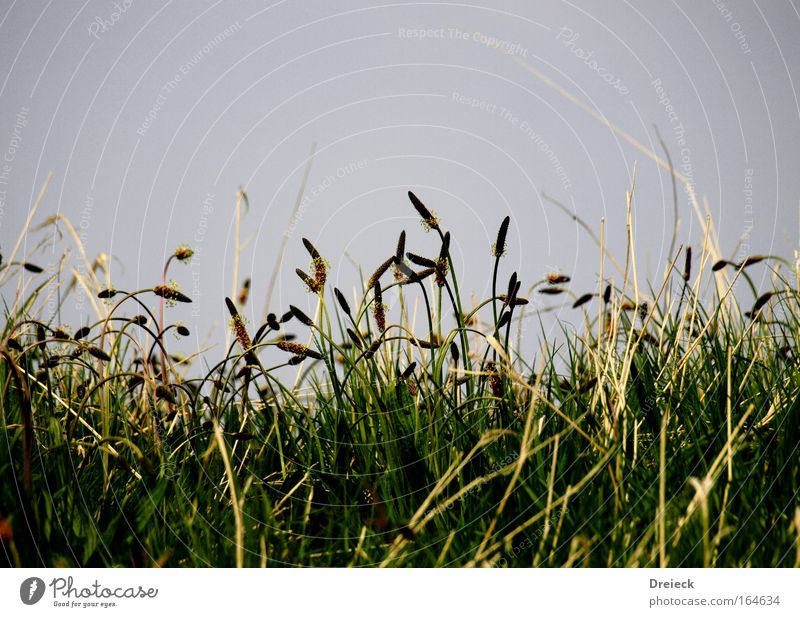 Halm(a) Farbfoto Außenaufnahme Tag Froschperspektive Natur Pflanze Frühling Gras Grünpflanze Park Wiese Blühend blau gelb grün Duft Erholung Idylle Umwelt