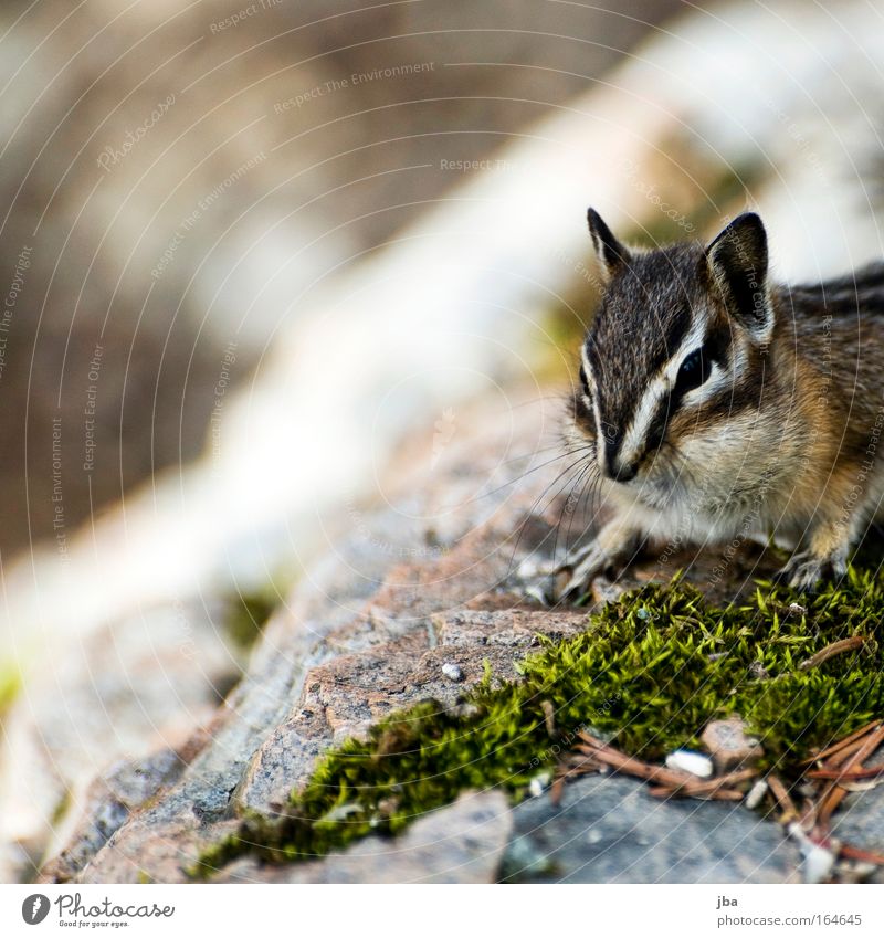 Chipmunk Farbfoto mehrfarbig Außenaufnahme Nahaufnahme Makroaufnahme Menschenleer Textfreiraum links Textfreiraum oben Tag Silhouette Sonnenlicht Unschärfe