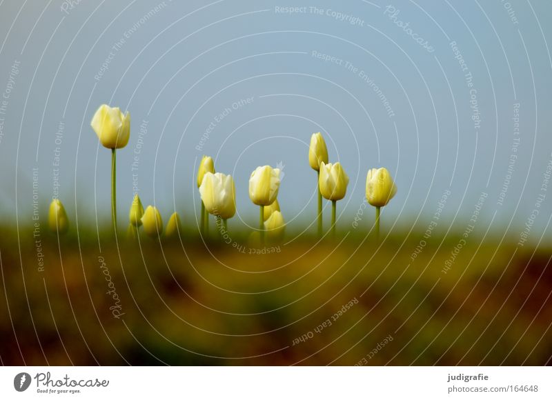 Wiese Außenaufnahme Menschenleer Textfreiraum oben Textfreiraum unten Froschperspektive Umwelt Natur Pflanze Himmel Wolkenloser Himmel Frühling Schönes Wetter