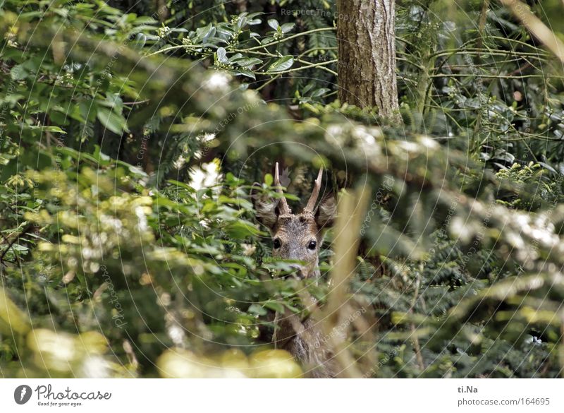 Nachbars Wild-Garten Jagd Umwelt Natur Frühling Wildtier Reh 1 Tier beobachten entdecken wild Tierliebe Umweltschutz Versteck Schutz Außenaufnahme Blick Tag