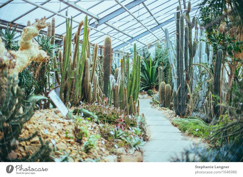 Im Gewächshaus Pflanze Baum Kaktus Grünpflanze Wüste heiß Botanik Botanischer Garten Farbfoto Gedeckte Farben Innenaufnahme Menschenleer