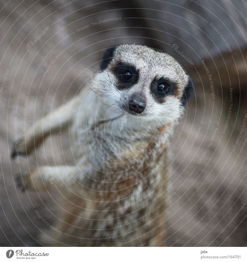 The Watcher Gedeckte Farben Außenaufnahme Nahaufnahme Tag Starke Tiefenschärfe Vogelperspektive Tierporträt Blick in die Kamera Wildtier Fell Zoo Erdmännchen 1