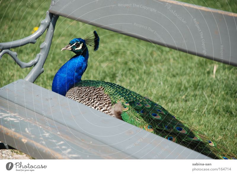 Pfau – Versteck mich! Tier Wildtier Vogel Zoo 1 sitzen elegant Angst Pfauenfeder Bank Farbfoto Außenaufnahme Nahaufnahme Tag Schatten Sonnenlicht Sonnenstrahlen