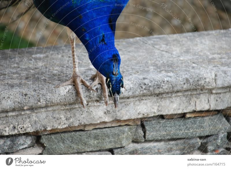 Pfau Tier Vogel 1 beobachten Denken sitzen blau grün geduldig Farbfoto Außenaufnahme Tag Starke Tiefenschärfe Tierporträt Vorderansicht Blick nach unten