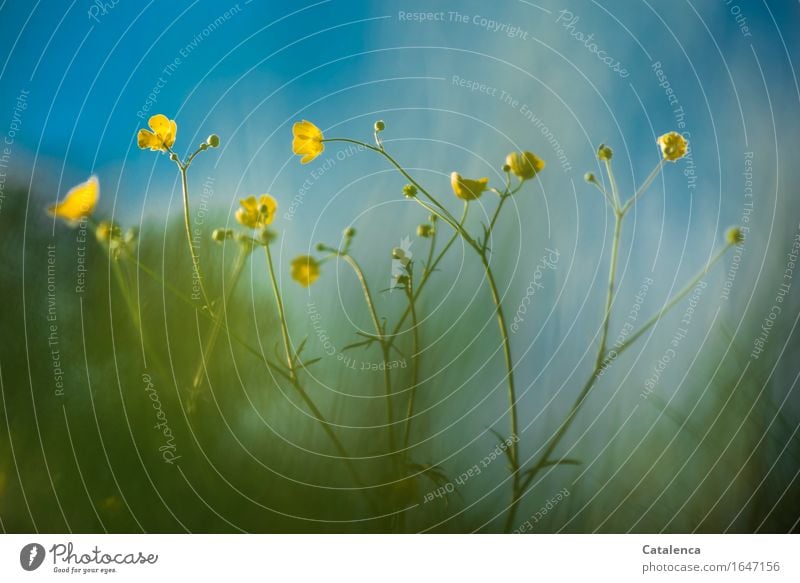 gelb und blau, Sumpfdotterblumen aus der Froschperspektive Natur Pflanze Wolkenloser Himmel Frühling Schönes Wetter Blume Gras Blüte Sumpf-Dotterblumen Wiese