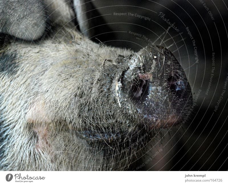 lieber grippchen als rippchen Farbfoto Gedeckte Farben Außenaufnahme Textfreiraum rechts Textfreiraum oben Tierporträt Nutztier Schwein 1 Lächeln Ekel exotisch