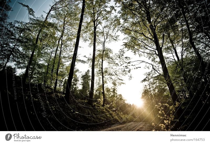 Zu den sieben Zwergen. Farbfoto Gedeckte Farben Außenaufnahme Menschenleer Abend Dämmerung Licht Schatten Kontrast Silhouette Lichterscheinung Sonnenlicht