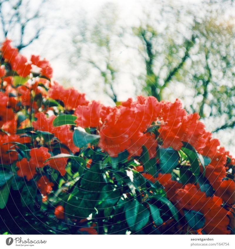 planten un blomen Farbfoto mehrfarbig Außenaufnahme Detailaufnahme Lomografie Holga Menschenleer Textfreiraum oben Morgen Tag Schatten Sonnenlicht Unschärfe