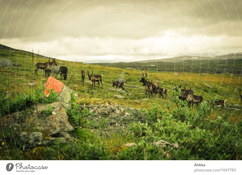 Eine Gruppe von Rentieren im Padjelanta-Nationalpark Natur schlechtes Wetter Regen Berge u. Gebirge Fjäll Wildtier Tiergruppe Rudel wild grün entdecken