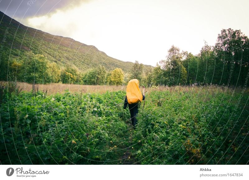 Wanderer in Orange Ferien & Urlaub & Reisen wandern 1 Mensch Landschaft Feld Wald Wege & Pfade Rucksack Rucksackurlaub wild grün orange Abenteuer Freiheit Natur