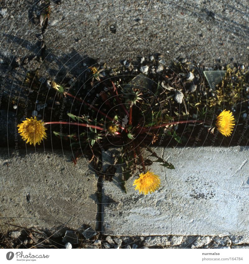 3 mal LöwenZ Farbfoto Morgen Sonnenlicht Lebensmittel Natur Pflanze Tier Frühling Schönes Wetter Blume Blüte Löwenzahn Straßenrand Bordsteinkante wählen Lächeln