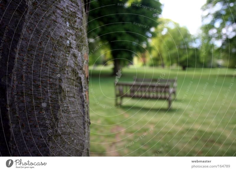 Stolz auf Holz Farbfoto Außenaufnahme Menschenleer Textfreiraum rechts Tag Unschärfe Zentralperspektive Natur Landschaft Frühling Baum Gras Garten Park Wiese