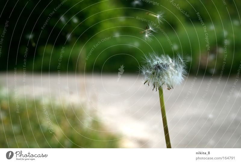 Pusteblume Farbfoto Außenaufnahme Ausflug Natur Pflanze Schönes Wetter Wildpflanze beobachten Bewegung Blick wandern ästhetisch Freundlichkeit natürlich grün