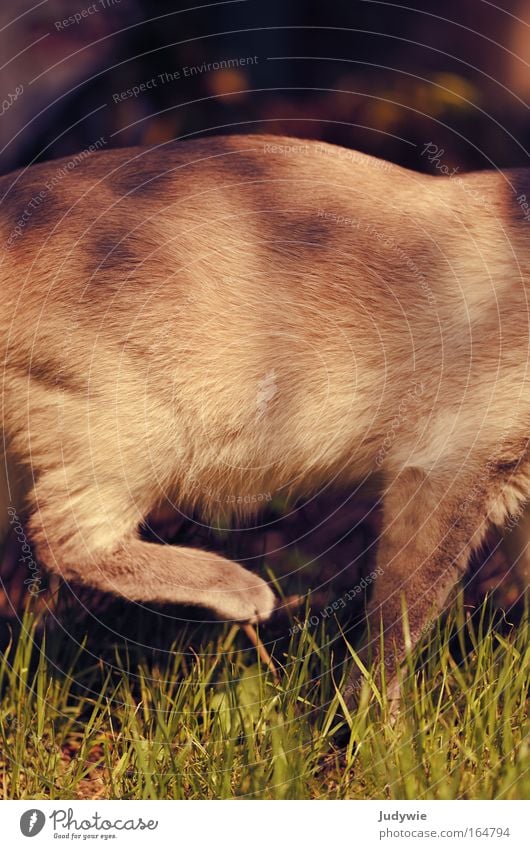 Ganz leise Farbfoto Außenaufnahme Menschenleer Textfreiraum oben Tag Schatten Sonnenlicht Natur Frühling Sommer Schönes Wetter Gras Garten Wiese Tier Haustier